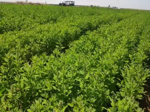 גם ב-55 מעלות: הקינואה שלא נכנעת לחום הקיצוני