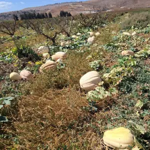 החקלאי מהצפון שמסרב לוותר על הגידולים: 