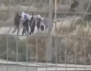 פלסטינים נאלצו להעביר גופה ממקומה בעקבות עימות עם מתנחלים - צה
