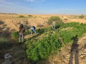 בתוך שטחי אש צבאיים: הושמדו יותר מעשרת אלפים שתילי קנאביס | פרסום ראשון