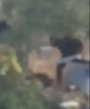 מזעזע: אדם הכה באכזריות כלבה בשומרון | קשה לצפייה