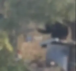 הנער שתקף כלבה באיו"ש נאשם בגרימת חבלה קשה לבעל חי