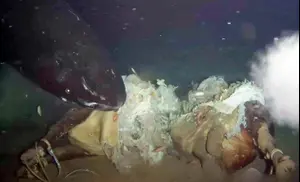 מדענים זרקו פרה למצולות הים - ונדהמו ממה שהגיע לזלול אותה