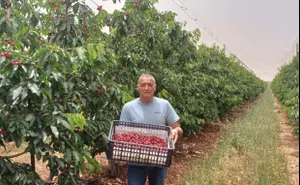 בצל הלחימה בצפון: החל קטיף הדובדבן - צפי ליבול של כ-4,000 טון