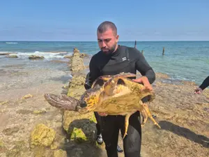 נפל ברשת: צב הים חליל הסתבך - וחולץ במבצע מיוחד