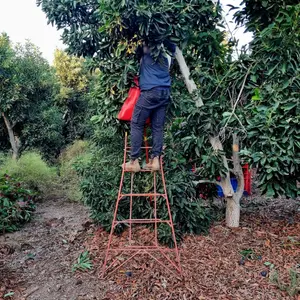 עונת שיא באבוקדו: המחיר יצנח ל-5 שקלים לקילו
