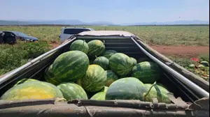 גנבו טון אבטיחים בצפון ונתפסו "על חם"; זה העונש שהם קיבלו