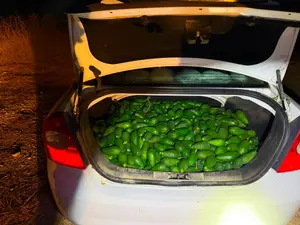 לא פחות מ-162 ק"ג: חשוד בגניבת אבוקדו נתפס על חם במושב יסודות