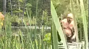 המטיילת צילמה "ביגפוט" בביצה – אבל יש לתמונה הסבר למבוגרים בלבד