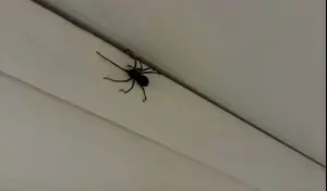 הייתם עוברים דירה? עכביש "בגודל של כלב" הופיע לה בבית