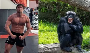 לוחם MMA מתכנן להילחם בשימפנזה – והמומחים מזהירים מאסון