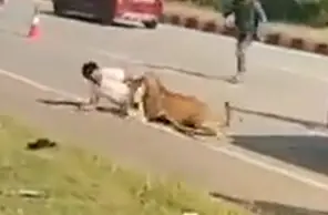 צפו: הרדימו נמר פצוע. שניות אחר כך הוא זינק על המחלצים