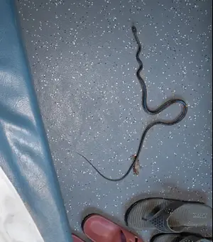 הנוסעים נדהמו: נחש ארסי זחל בין המזוודות. צפו