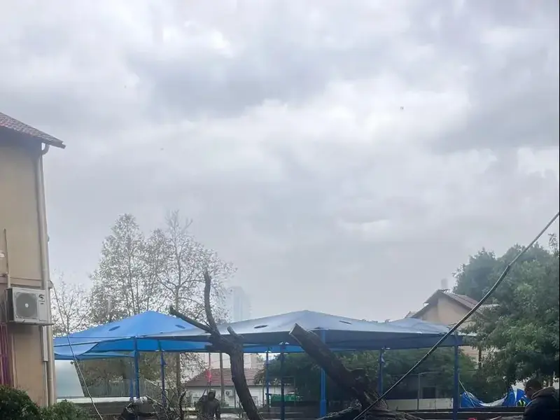 עץ קרס במוסד חינוכי, עקב סופת ביירון, ראשון לציון. 11 בדצמבר 2025